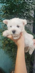 West highland white terrier - pronta entrega com pedigree e garantia