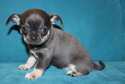Cachorros de Chihuahua de cor azul com LOP