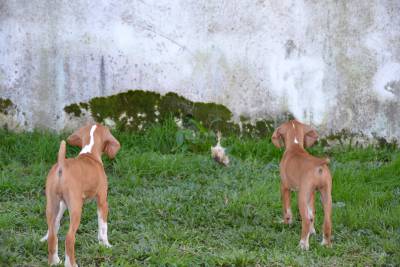 Cachorros Perdigueiro Português Niky da Ribeira Lima