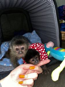 Macaco Prego recen nascido baby
