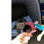 Macaco Prego recen nascido baby