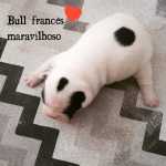 Bulldog francs machinho maravilhoso parcelamos