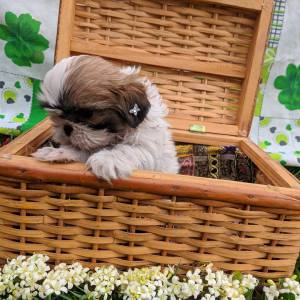 Belos filhotes de shihtzu