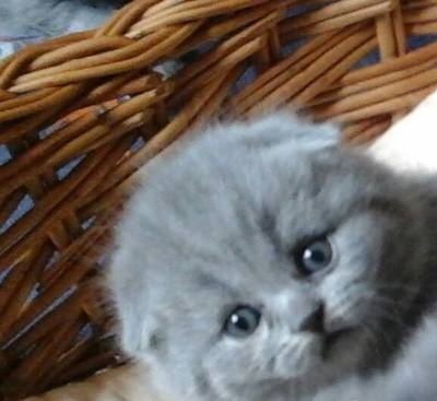 Scottish Fold Orelhas dobradas