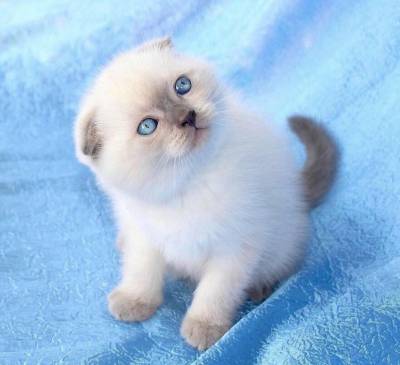 Scottish Fold Orelhas dobradas