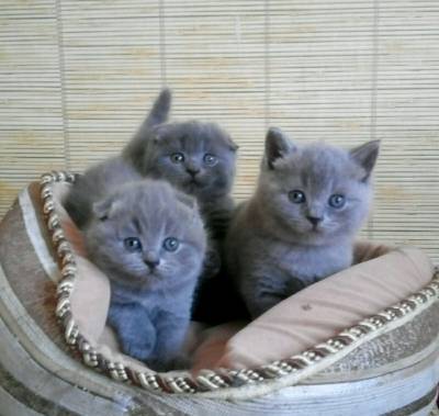 Scottish Fold