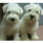 Schnauzer Branco