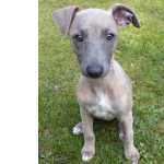 Whippet