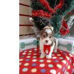 Biro Yorkshire Terrier - Lindo Macho Na Wet Nose !! Venham Conhecer Essa Ra�a Incrivel