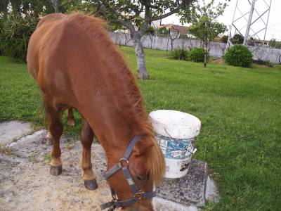 cubrio de poney cabrito ano e porco vietnamita