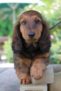 Dachshund PLO LONGO