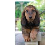 Dachshund PLO LONGO