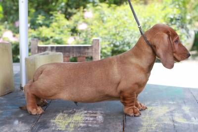 Dachshund PLO CURTO
