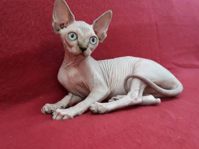 Gatinhos Sphynx