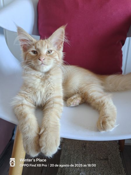 Bosques da Noruega com Lop