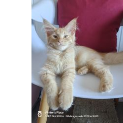 Bosques da Noruega com Lop