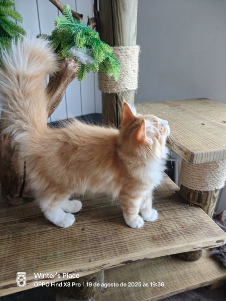 Bosques da Noruega com Lop