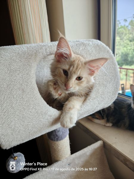 Bosques da Noruega com Lop