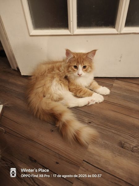 Bosques da Noruega com Lop