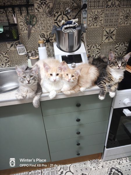 Bosques da Noruega com Lop