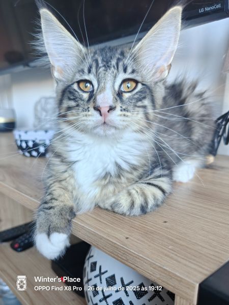 Bosques da Noruega com Lop