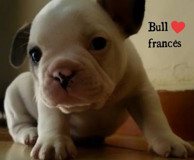 Bulldog francês machinho de qualidade parcelamos