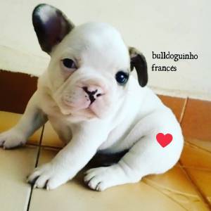 Bulldog francês machinho maravilhoso