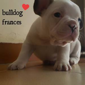 Bulldog francês machinho maravilhoso