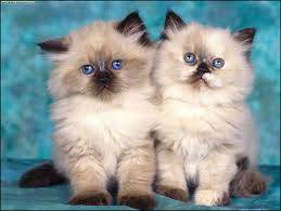 gato siams