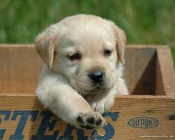 labrador amarelo