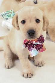 labrador amarelo
