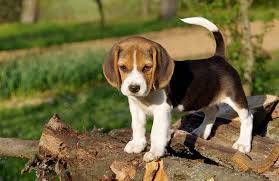 beagle reserva