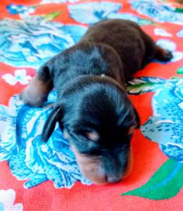 Dachshund Ano