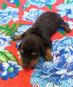 Dachshund Ano