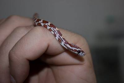 casal de corn snake