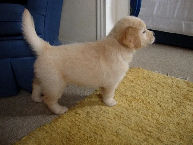 Dois meses de idade Labrador golden