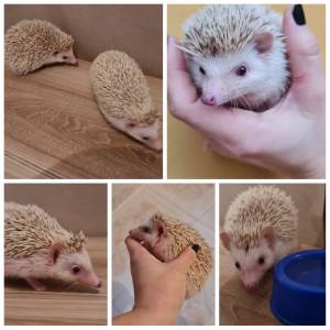 Hedgehog - Ourio Pigmeu Africano 