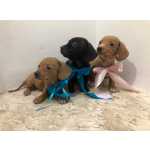 Basset Dachshund mini disponiveis preto canela machos e fmeas chama na zap Lapa sp