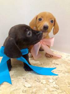 Basset Dachshund mini disponiveis preto canela machos e fmeas chama na zap Lapa sp