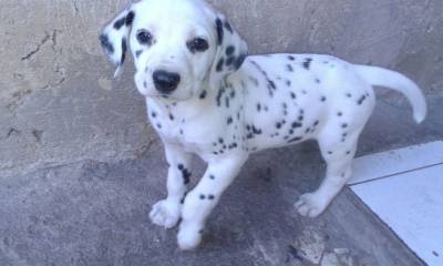 Dalmata