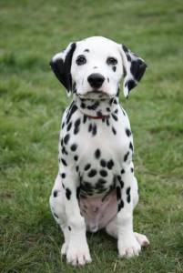 Dalmata