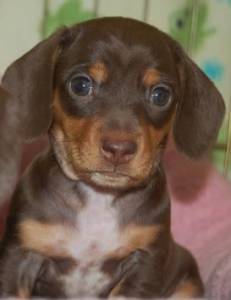 Basset Teckel