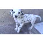 Dalmata