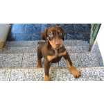 Doberman