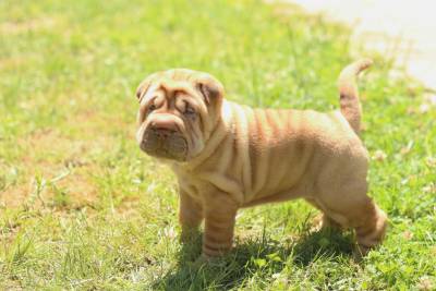 sharpei