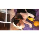 Filhote de Beagle