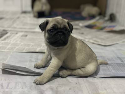 Lindos Bebs Pug