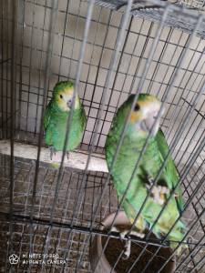 casal papagaios amazonas barbadensis anilha fechada e documentos excelente po