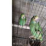 casal papagaios amazonas barbadensis anilha fechada e documentos excelente po