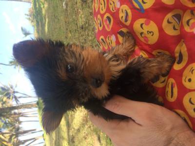 Vendo yorkshire terrier micro